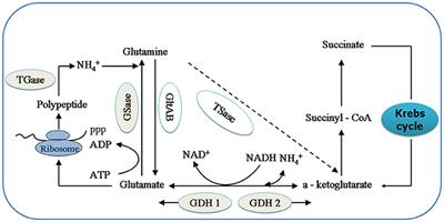 Changes of Ammonia-Metabolizing Enzyme Activity and Gene Expression of Two Strains in Shrimp Litopenaeus vannamei Under Ammonia Stress